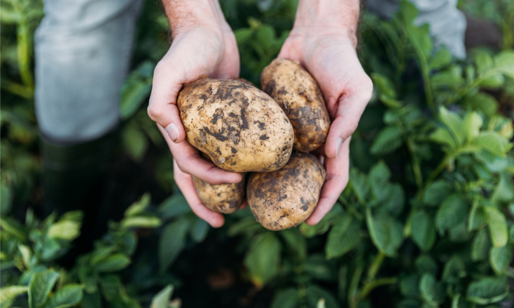 New Brunswick potato farmers calling for governments to move ‘in the right direction’ now