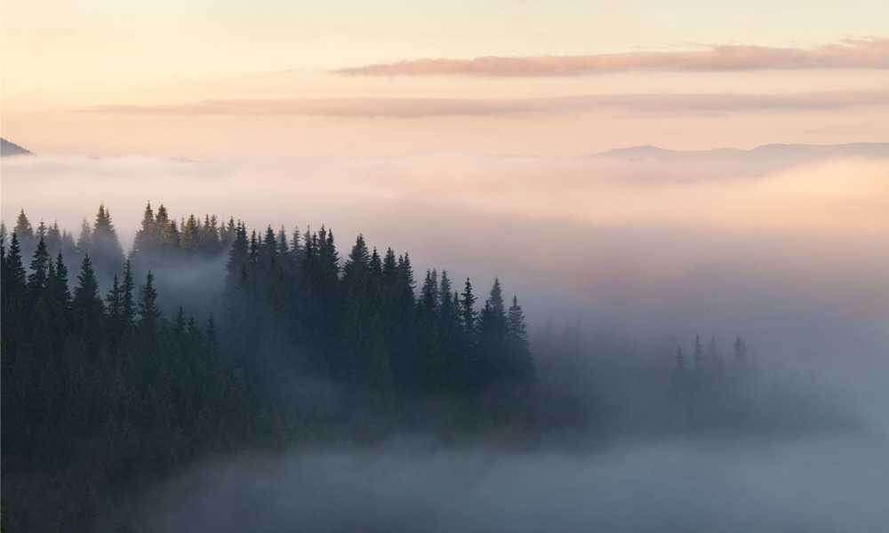 Alberta government announces investments in forestry sector