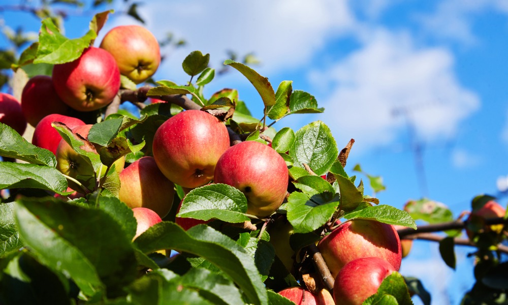 Quebec apple growers doubt effectiveness of protective clothing: Report