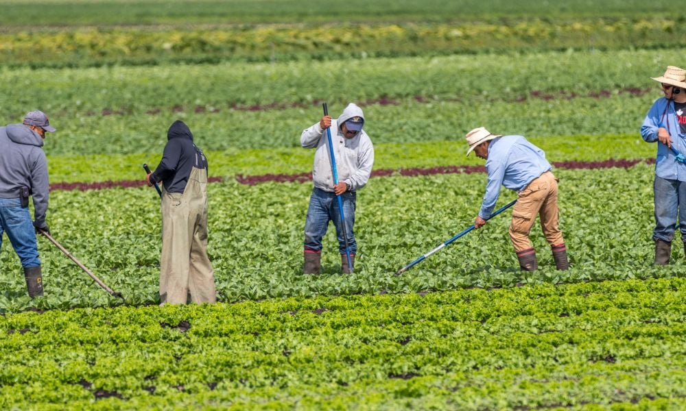 Open letter calls for heat protection for migrant workers
