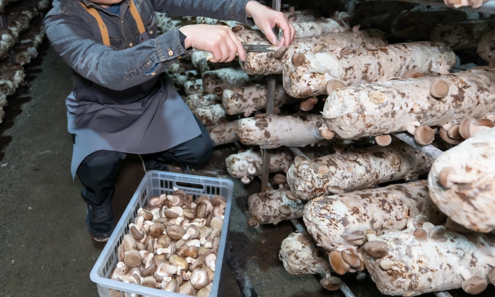 Historic unionization of migrant workers at Highline Mushrooms