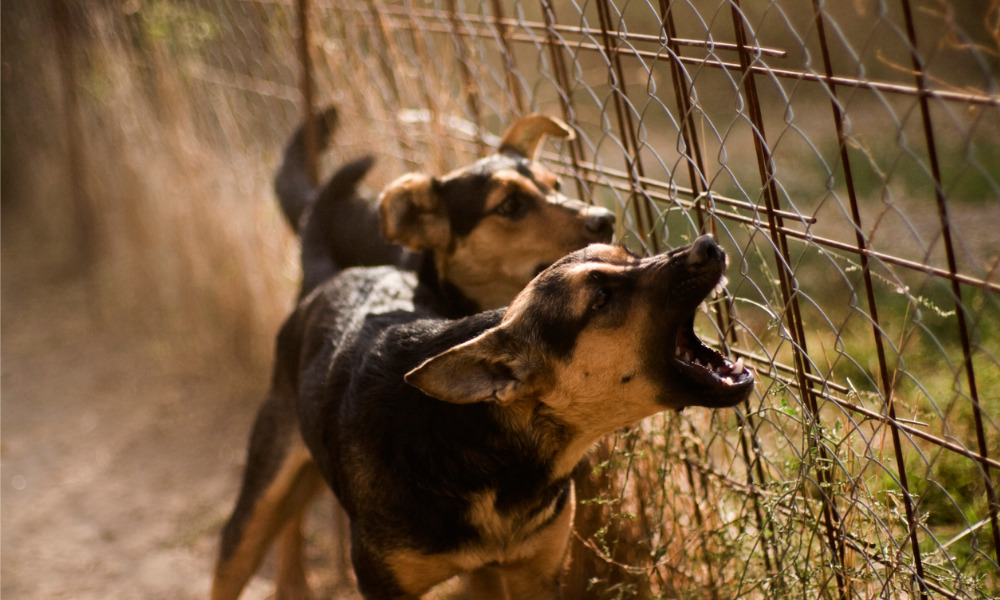 Beware of the dog: Workplace animal safety