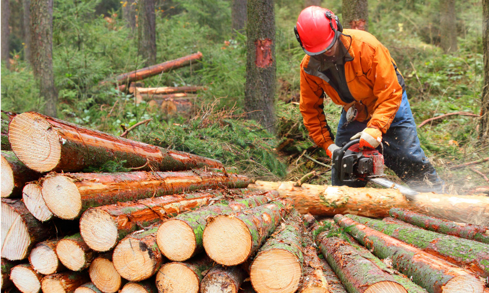 Top 5 forestry safety risks and how to avoid them