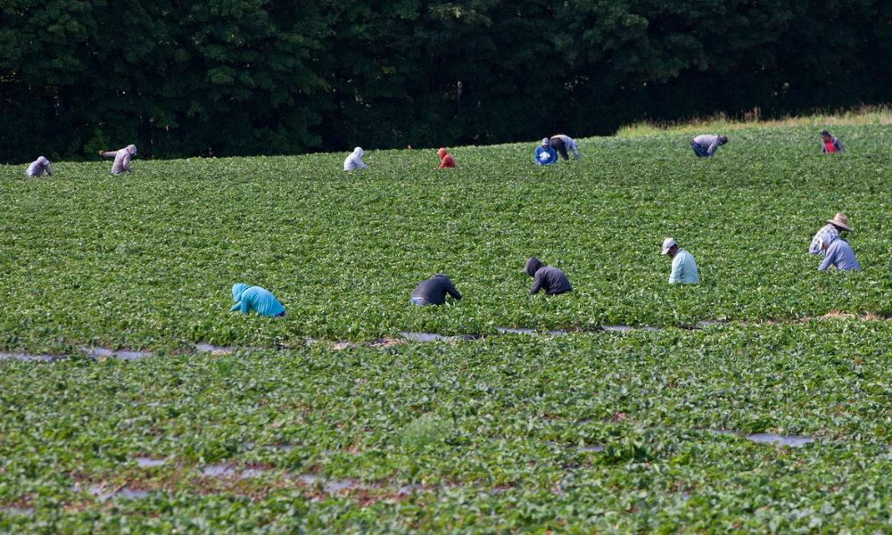 ‘Safety not an afterthought’ for seasonal farm workers