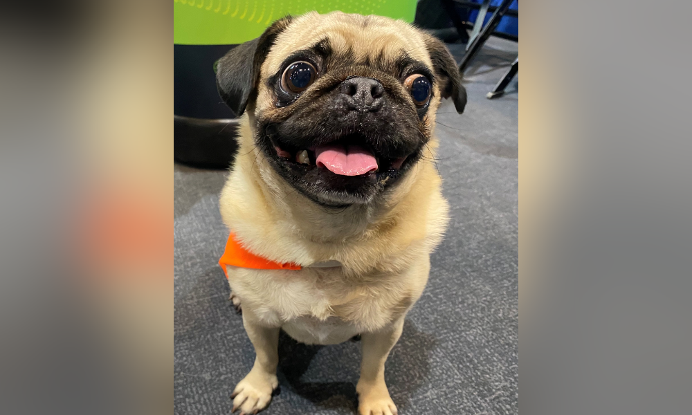 Meet Phoebe, the most certified pug in the world