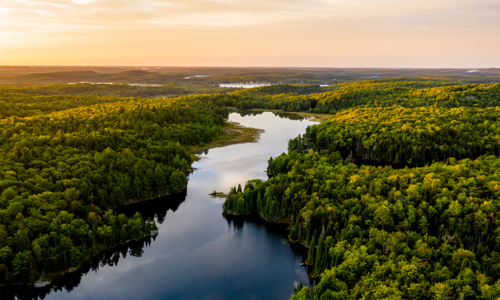 Feds to invest in Indigenous-led forestry projects