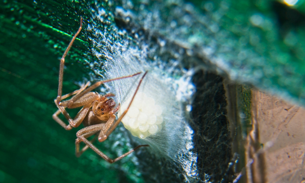 'Rust' crew member could lose arm from spider bite on set