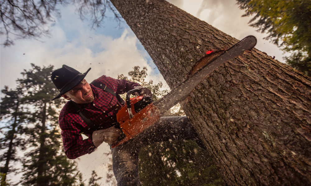 Quebec forestry worker crushed by tree in logging incident