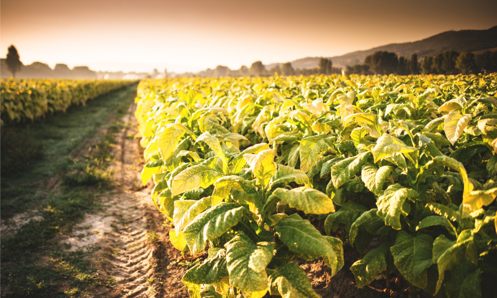 Farm worker dies while operating tobacco harvester