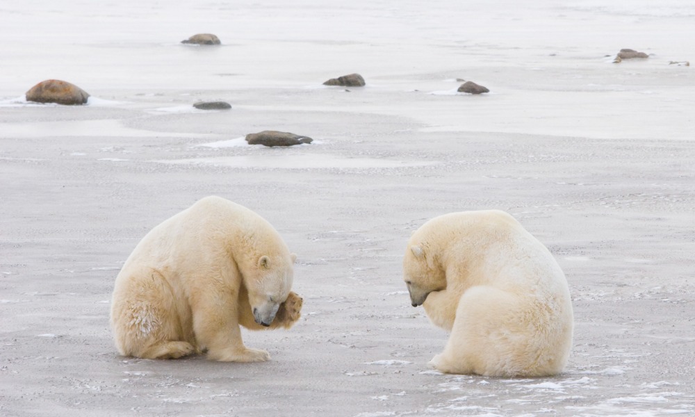 Worker dies in attack by 2 polar bears