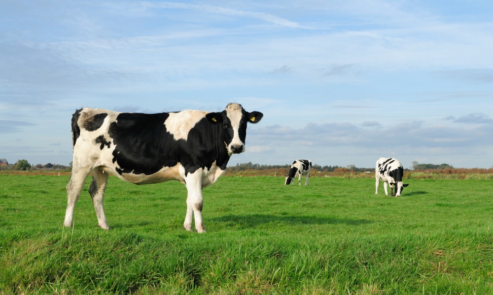 Vaccine for cattle disease