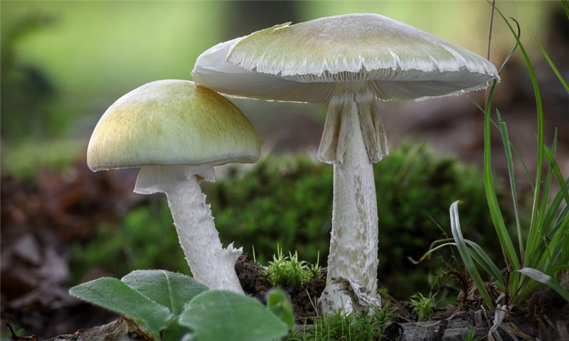 Victorian Supreme Court jails Erin Patterson for life over mushroom murders