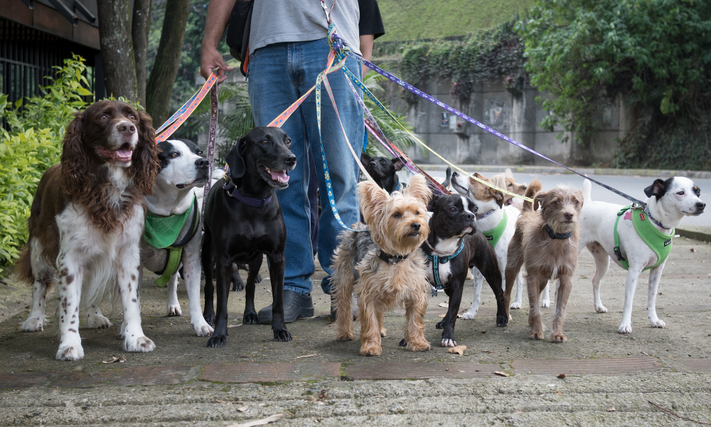 Supreme Court of Tasmania upholds ban on dog breeding business in residential zone