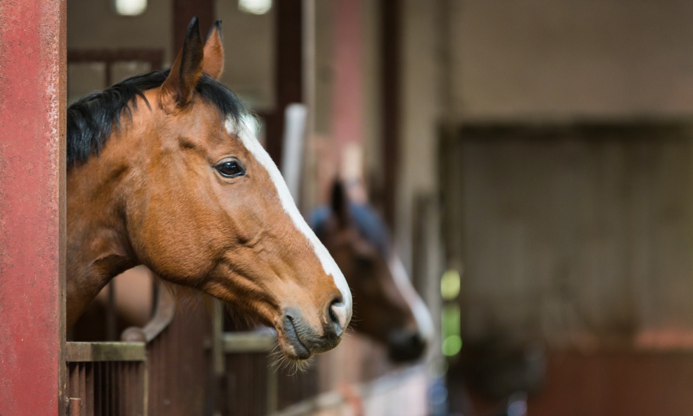 High Court reduces sentences in animal neglect case against horse owner
