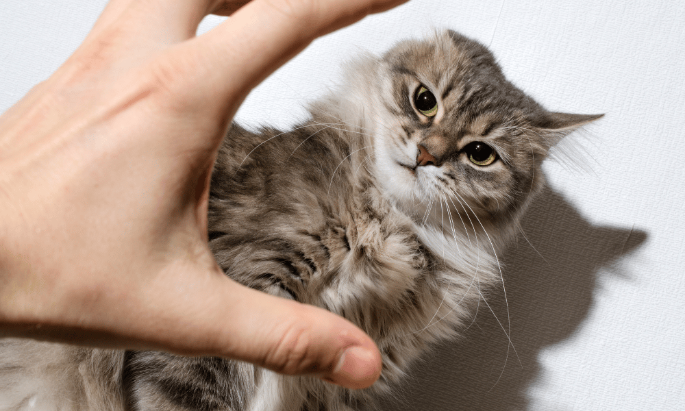 Victims, pets to get a slice of criminal proceeds pie