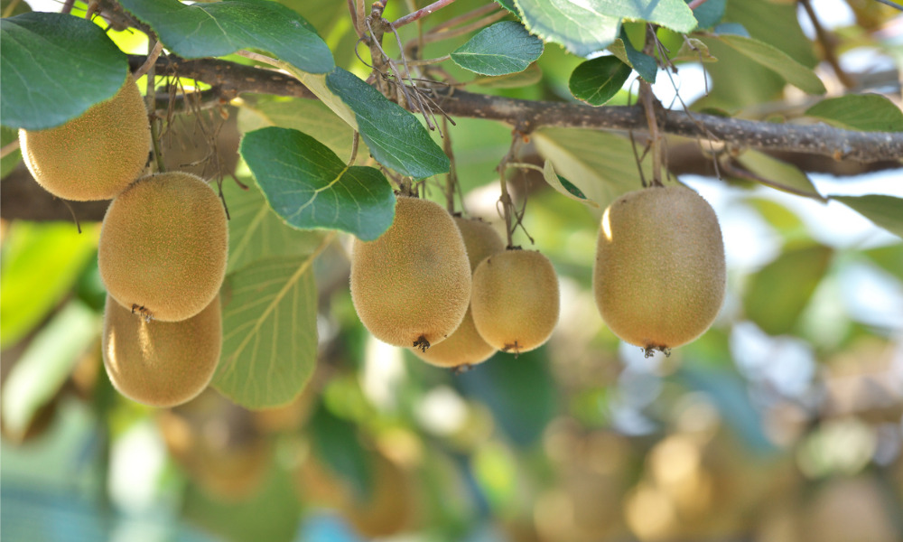 High Court allows appeal of land valuation case that would affect the larger kiwifruit industry