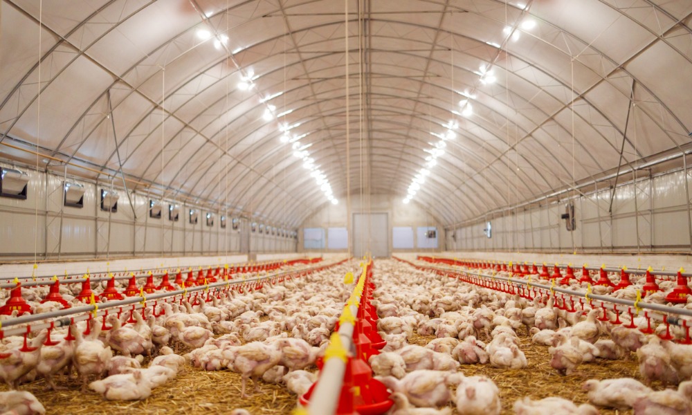 Anderson Lloyd advises Silverfin subsidiary on poultry farm pickup