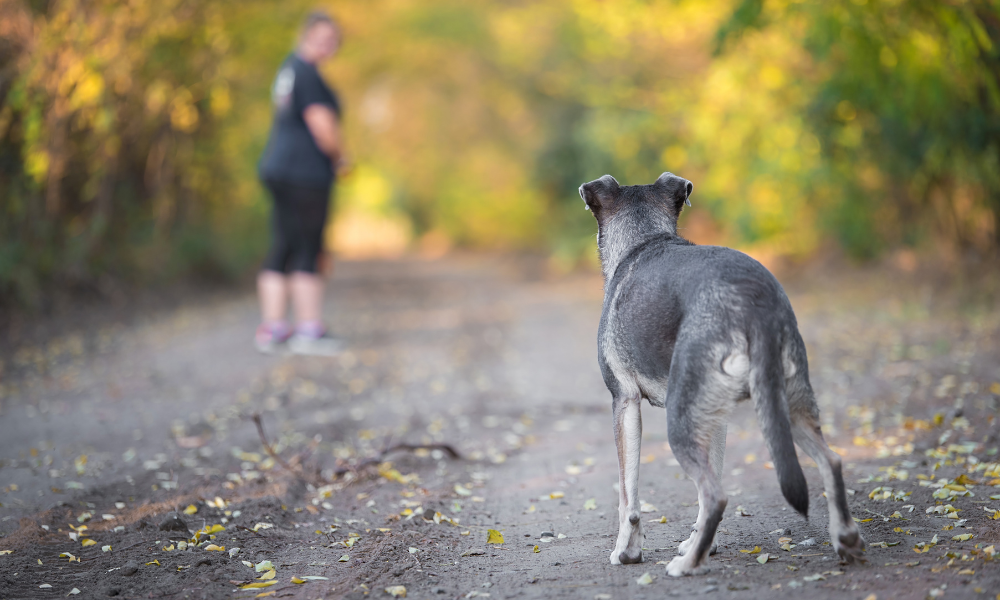 Supreme Court confirms destruction order for dog involved in attack