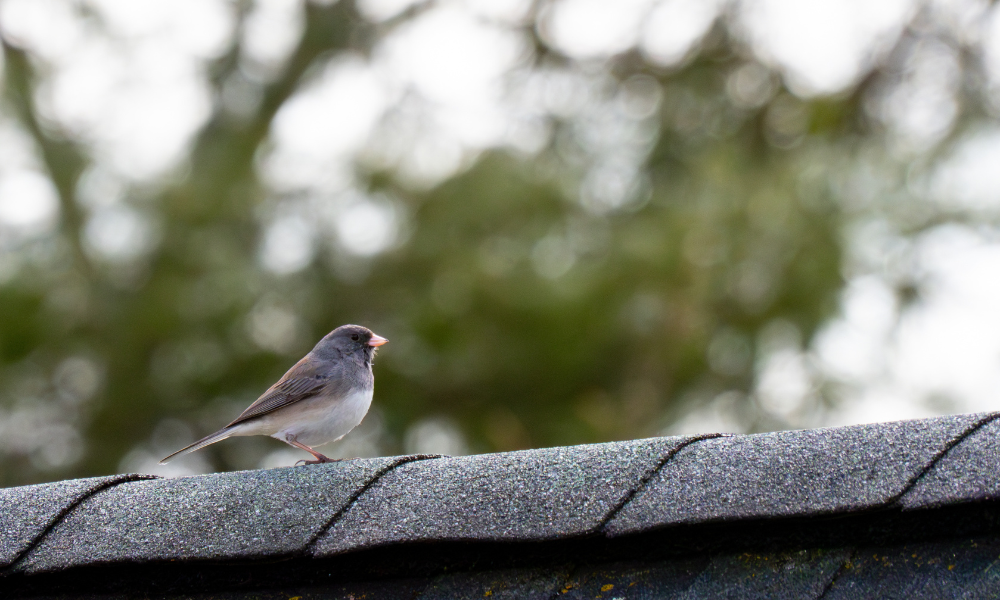Are political tensions really driving snowbirds home?