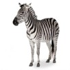 [LIGHTER SIDE] Sorry I’m late: there was a zebra in my way 