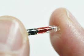 Lighter Side: Chip and skin – the next workplace perk?