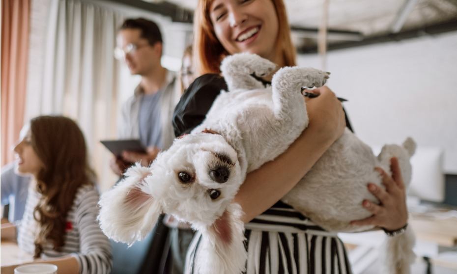 Pet-friendly offices: What you need to know