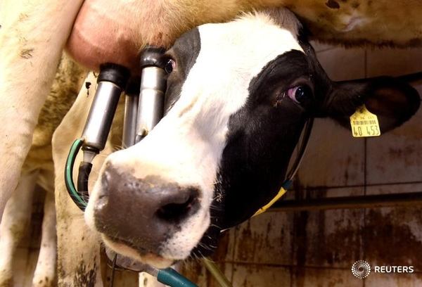 Animals top source of injuries on B.C. dairy farms