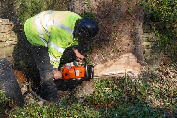Company fined for performing work near dangerous tree