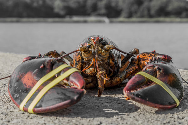 Nova Scotia issues safety reminder for lobster season