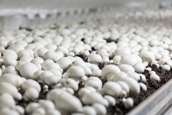 Mushroom farm convicted again for failure to protect worker
