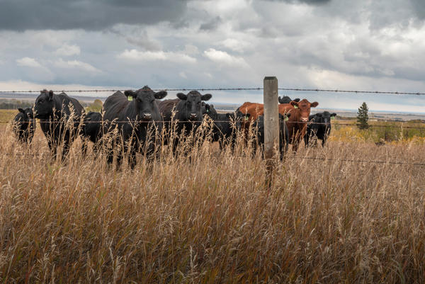 Alberta’s UCP government considering private insurance for farms
