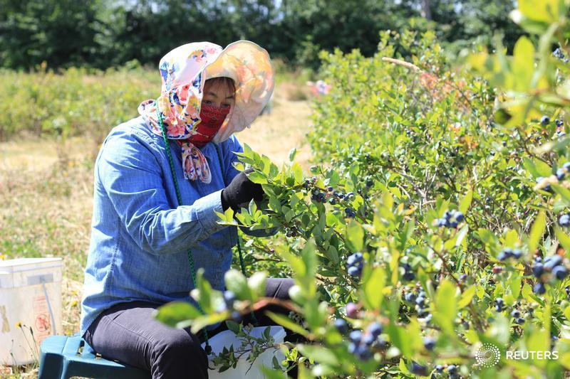 Agriculture sector’s reliance on temporary foreign workers growing: Report
