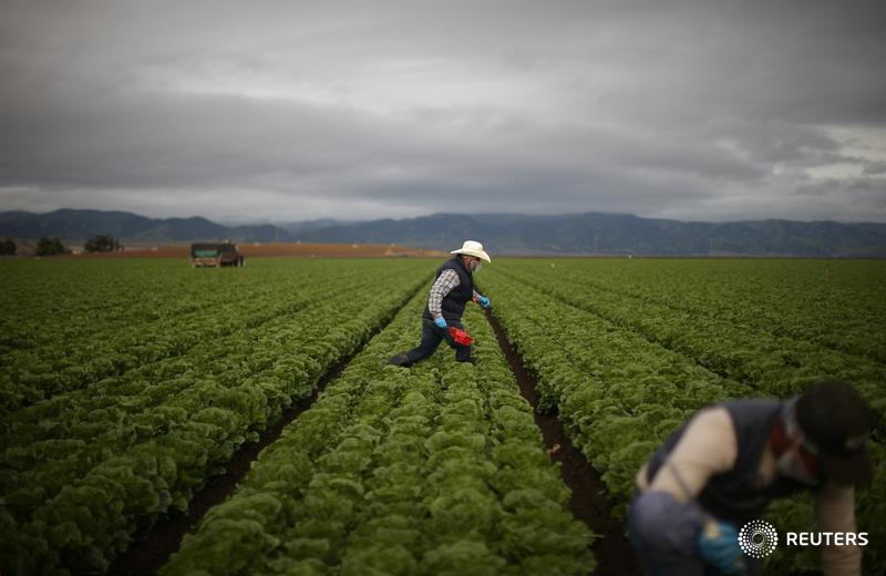Trump reassures farmers immigration crackdown not aimed at their workers