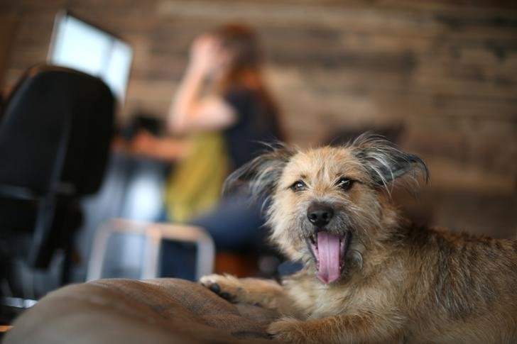 For some Californians, it's bring your dog to work day every day