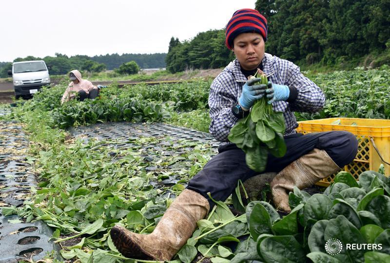 Demand for foreign workers may soften Japan's immigration rules
