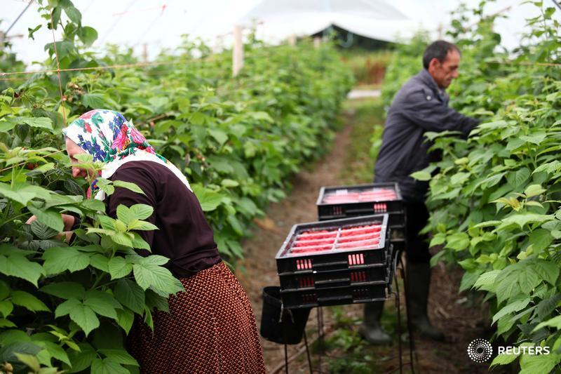 U.K. sets out plans for visas for non-EU migrant farm workers post-Brexit