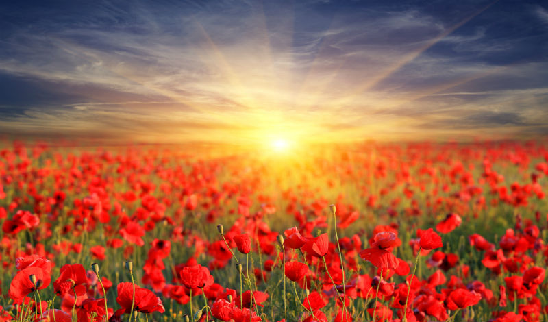 Many 'tall poppies' cut down at work