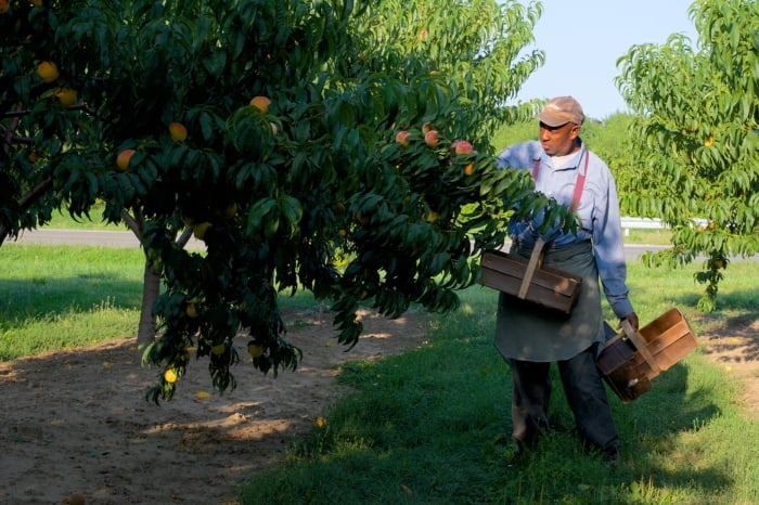 Agricultural sector loses $2.9 billion in 2018 due to labour shortages