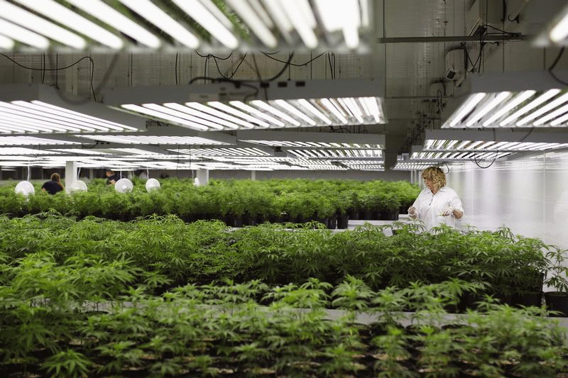 Cannabis legalization means expanding investor market