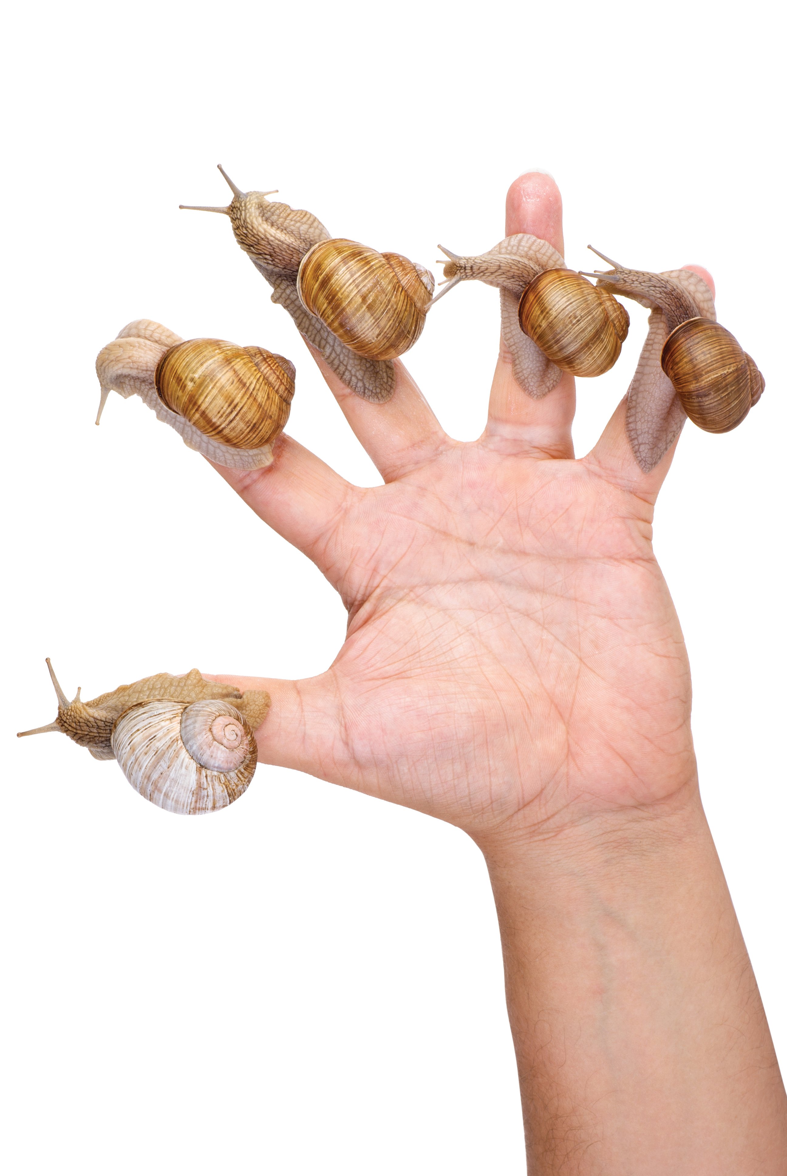Where to Find Giant Snails