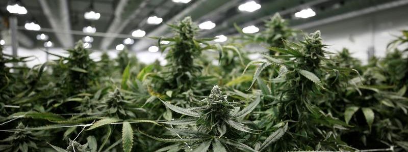 M&A, financings explode in cannabis sector