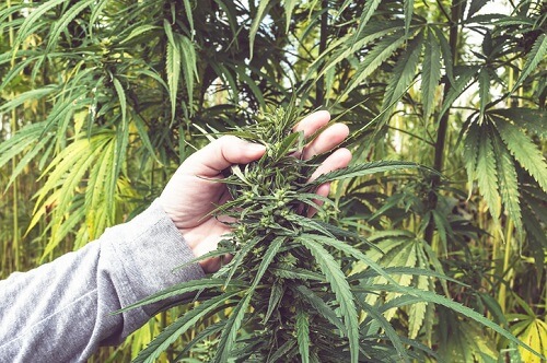Cannabis revives struggling markets