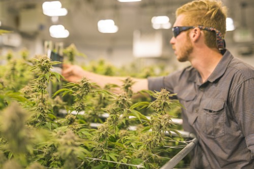 Pot industry on a gold rush for skilled labor