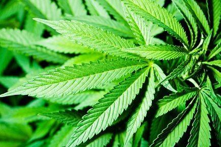 Cannabis: the next powerhouse sector?