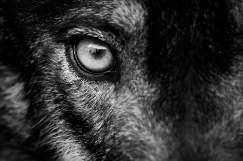 How to manage an 'Alpha' employee