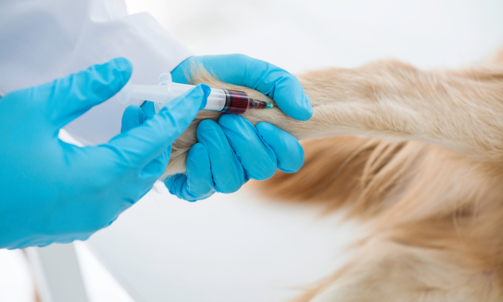 Affordability and distance hinder Canadian veterinary access