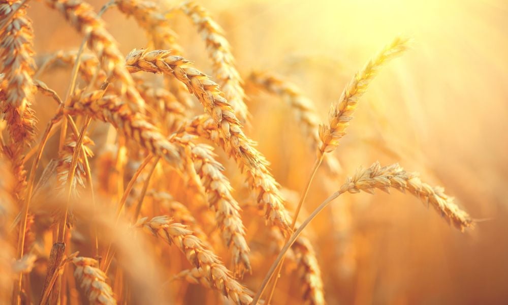 Canada cements position as top wheat exporter, driven by rising prairie yields