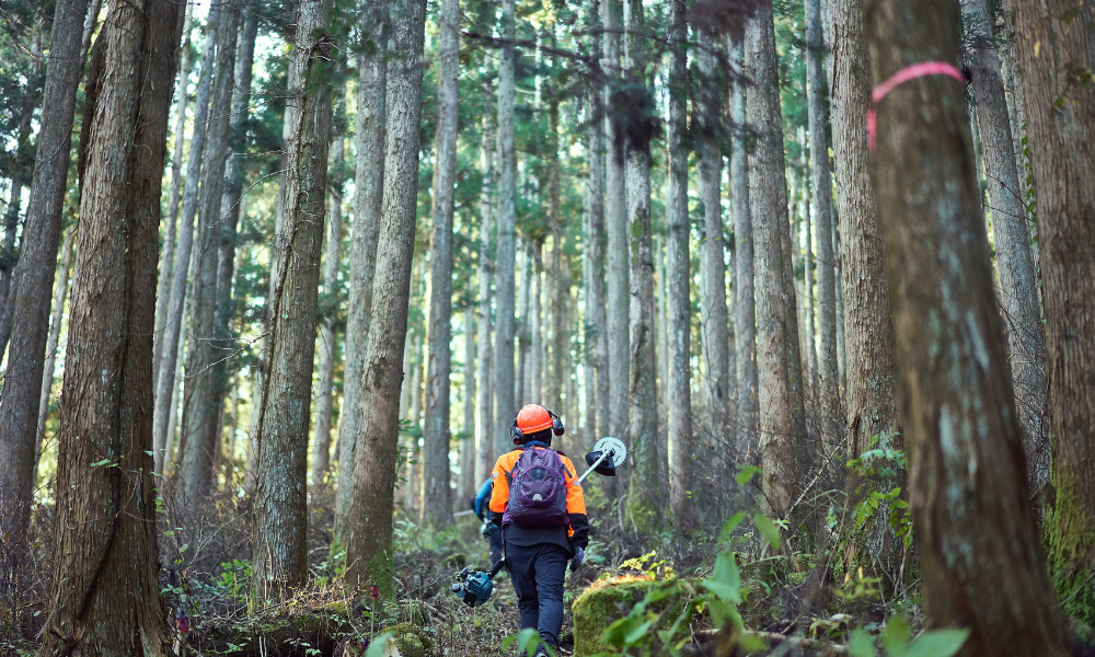 Quebec warns of risks to forestry jobs from Trump's proposed tariff