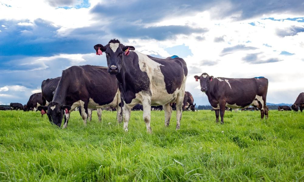 Rural property market rebounds across New Zealand