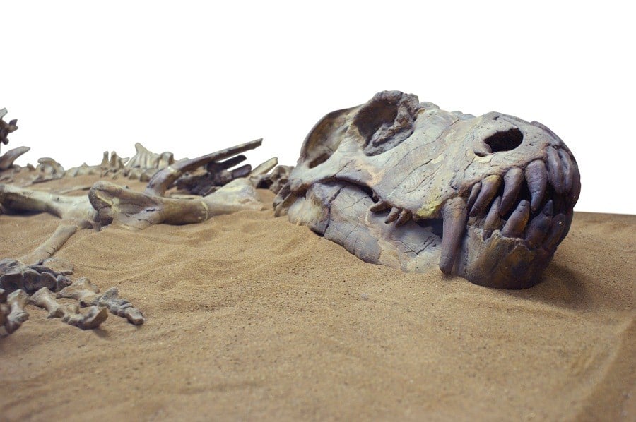 The dinosaur in the room – coping with change